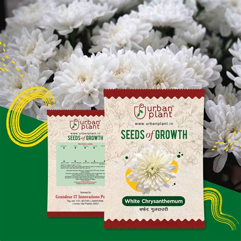 Chrysanthemum White (Guldaudi) Flower Seeds