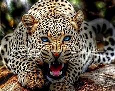 Wallpapers Of Animals by Animal Kingdom Cool Pets Animal Planet Desktop Images Wallpapers Of Animals