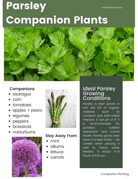 The Ultimate Guide To Companion Planting - applesnkiwis