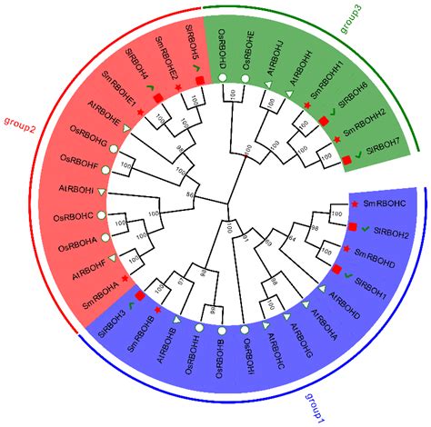 Genome-Wide Identification and Expression Analysis of Respiratory Burst ...