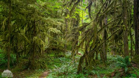 Iron Creek Campground of the Gifford Pinchot National Forest