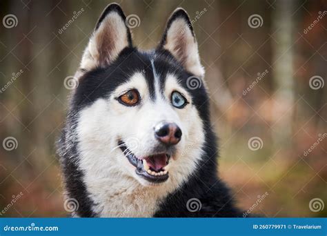 Siberian Husky Dog with Huge Eyes, Funny Surprised Husky Dog with ...