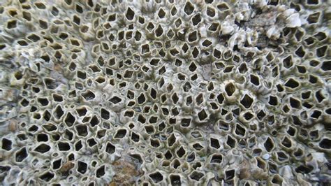 663 best Barnacle images on Pholder | Spongebob, Half Life and Trypophobia