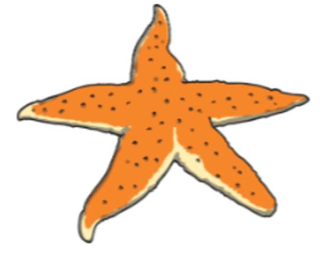 What is a Starfish? | Starfish Facts - Twinkl
