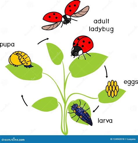 Life Cycle of Ladybug. Stages of Development of Ladybug from Egg To ...