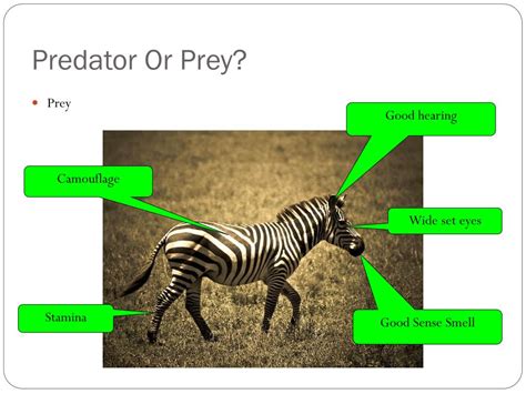 Image result for Prey vs.Predator