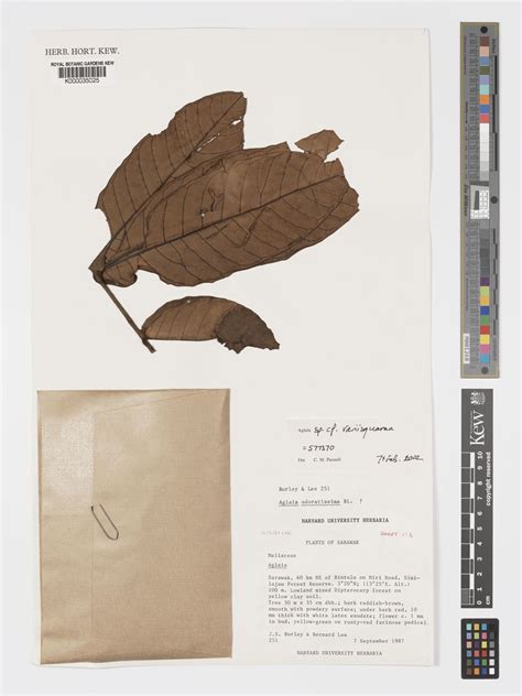 Aglaia variisquama Pannell | Plants of the World Online | Kew Science