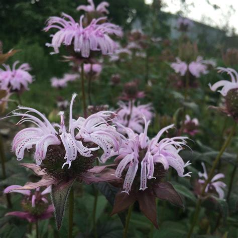 Bee-balms — Bradbury's bee-balm (Monarda bradburiana) Seeds - Wild Seed ...