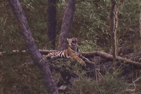 THE SUN RESORT BANDHAVGARH (Tala, Madhya Pradesh) - Lodge Reviews ...