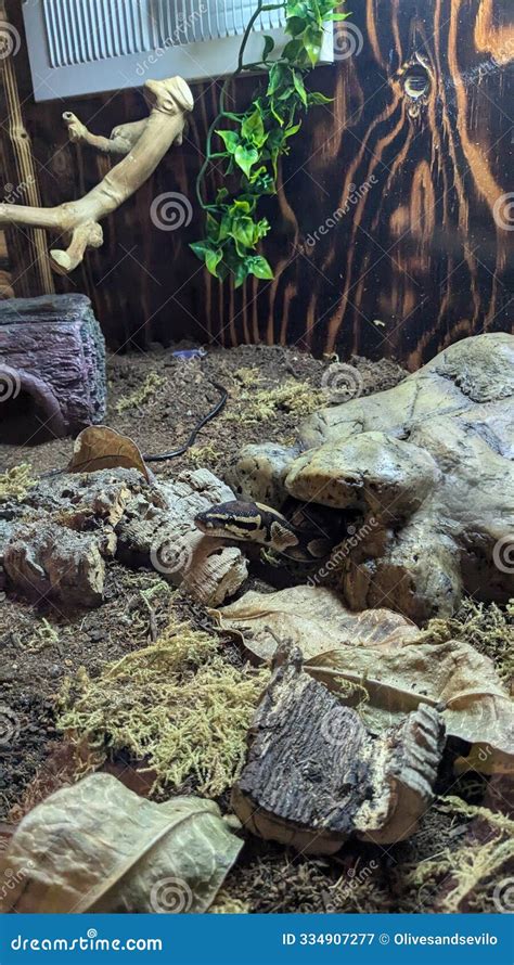 Image result for Pide Ball Python Enclosure