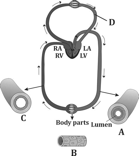 Circulation Class 12 的图像结果