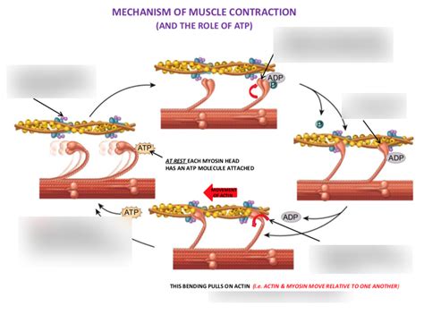 Image result for Muscle Contraction Functional Task