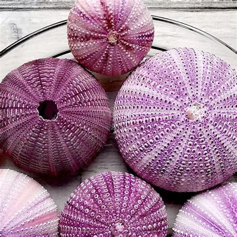 Image result for Shell Fossils Identification