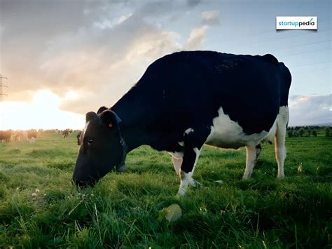This NZ startup builds solar-powered AI collars that track cow ...