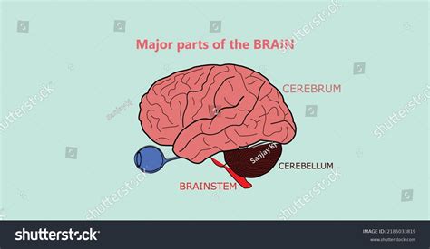 Brain 的图像结果
