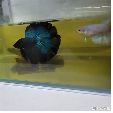 斗鱼怎么礼物翻倍最新素材