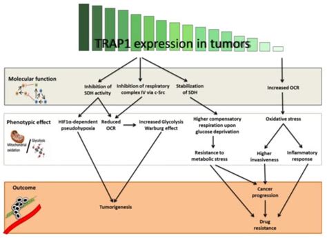 TRAP1 Regulation of Cancer Metabolism: Dual Role as Oncogene or Tumor ...
