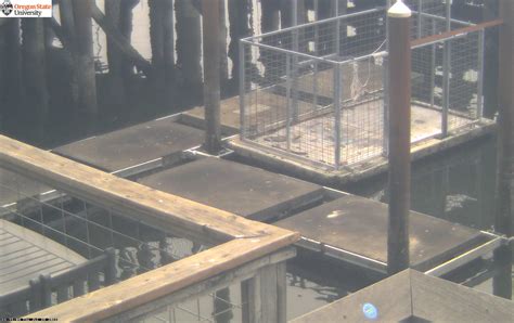 Cannon Beach Webcam - Live Web Cameras on the Oregon Coast