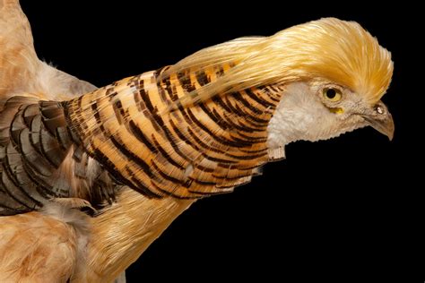 Yellow Golden Pheasant Wall Mounted Taxidermy Specimen For Sale at 1stDibs