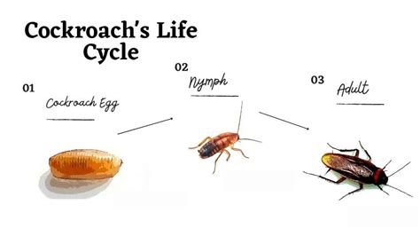 Cockroach Lifecycle 的图像结果