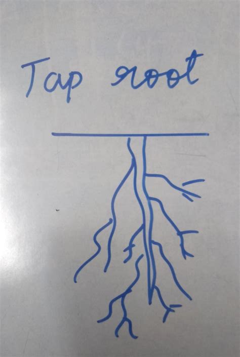 Draw and label the following diagrams:(a) Tap root - Brainly.in