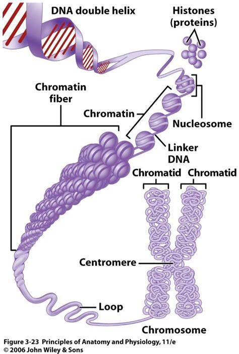 x chromosome immune system
