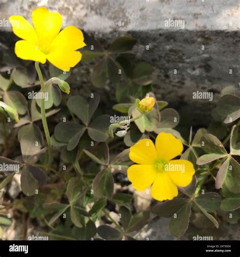 Creeping Woodsorrel (Oxalis corniculata) Plantae Stock Photo - Alamy
