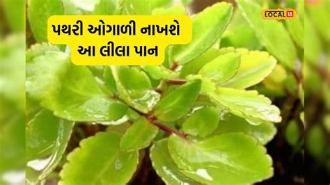 કિડનીમાં છૂપાયેલી પથરીને ઓગાળી નાખશે આ લીલા પાન, જાણો કેવી રીતે કરવો ...