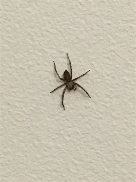 Six Legged Insect Looks Like Spider - bmp-alley