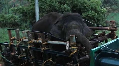 Arikomban has vision impairment in right eye, two-day-old injury on its ...