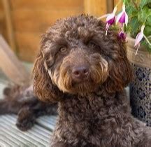 Image result for Light Brown Cockapoo