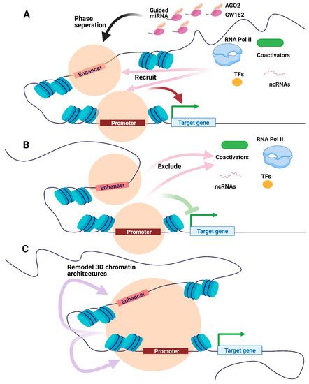 Subcellular Localization of miRNAs and Implications in Cellular Homeostasis