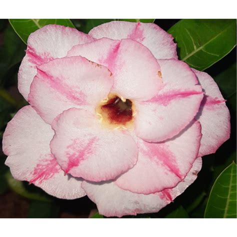 Adenium R61 – Plant Orbit