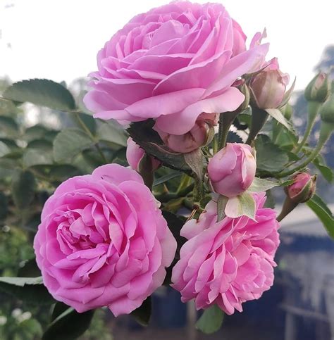 Scented rose plant (Pack of 1 With pot) : Amazon.in: Garden & Outdoors