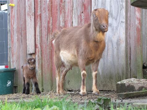 Lamancha goat breed profile – Artofit
