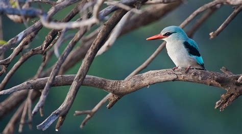 MAKANYANE SAFARI LODGE (Madikwe Game Reserve) - Lodge Reviews & Photos ...