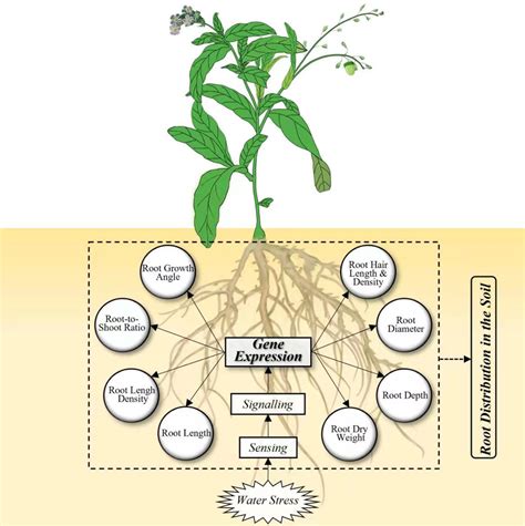 Frontiers | Responses of root system architecture to water stress at ...