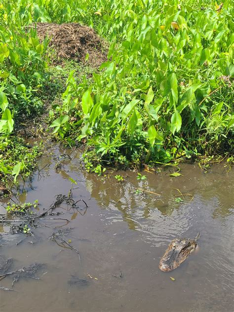 Swamp Tour 的图像结果