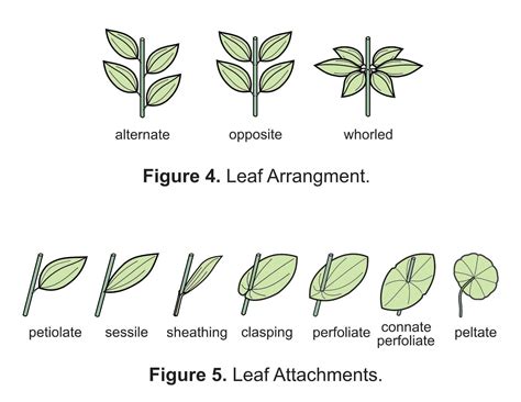 Alternate Leaf Attachment at Holly Beck blog