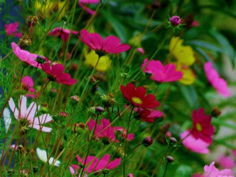 Colourful Flowers - Art Prints by Nick Tucker | Buy Posters, Frames ...
