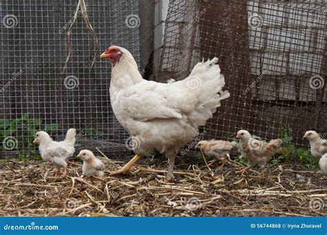 Young chicken stock photo. Image of closed, animals, group - 56744868