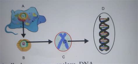 Which series best identifies the images in order: A, B, C, D? a)cell ...