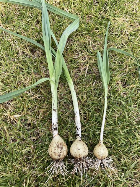 Any idea what these are? The bulb is solid no layered like onion. Smells like garlic. : r/gardening
