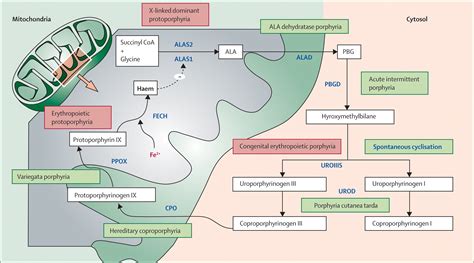 Porphyrias - The Lancet