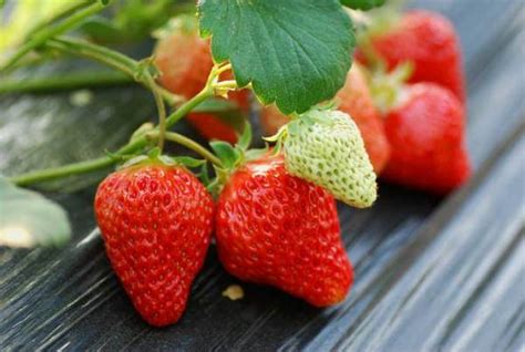 四季草莓一年结几次果 四季草莓的种植方法 - 鲜淘网