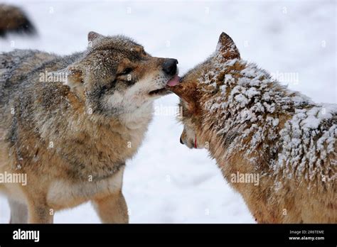 Image result for Positive Social Behavior of Wolves