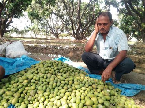 आंधी तूफान की वजह से आम की फसल बर्बाद, किसानों के माथे पर खिंची चिंता ...
