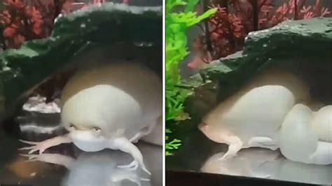 Exploding Frog Video 的图像结果