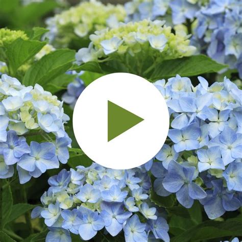 Image result for Pre-Spring Hydrangea Care