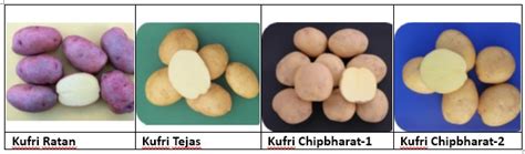 Ministry of Agriculture Notifies Four New Potato Varieties of ICAR-CPRI ...